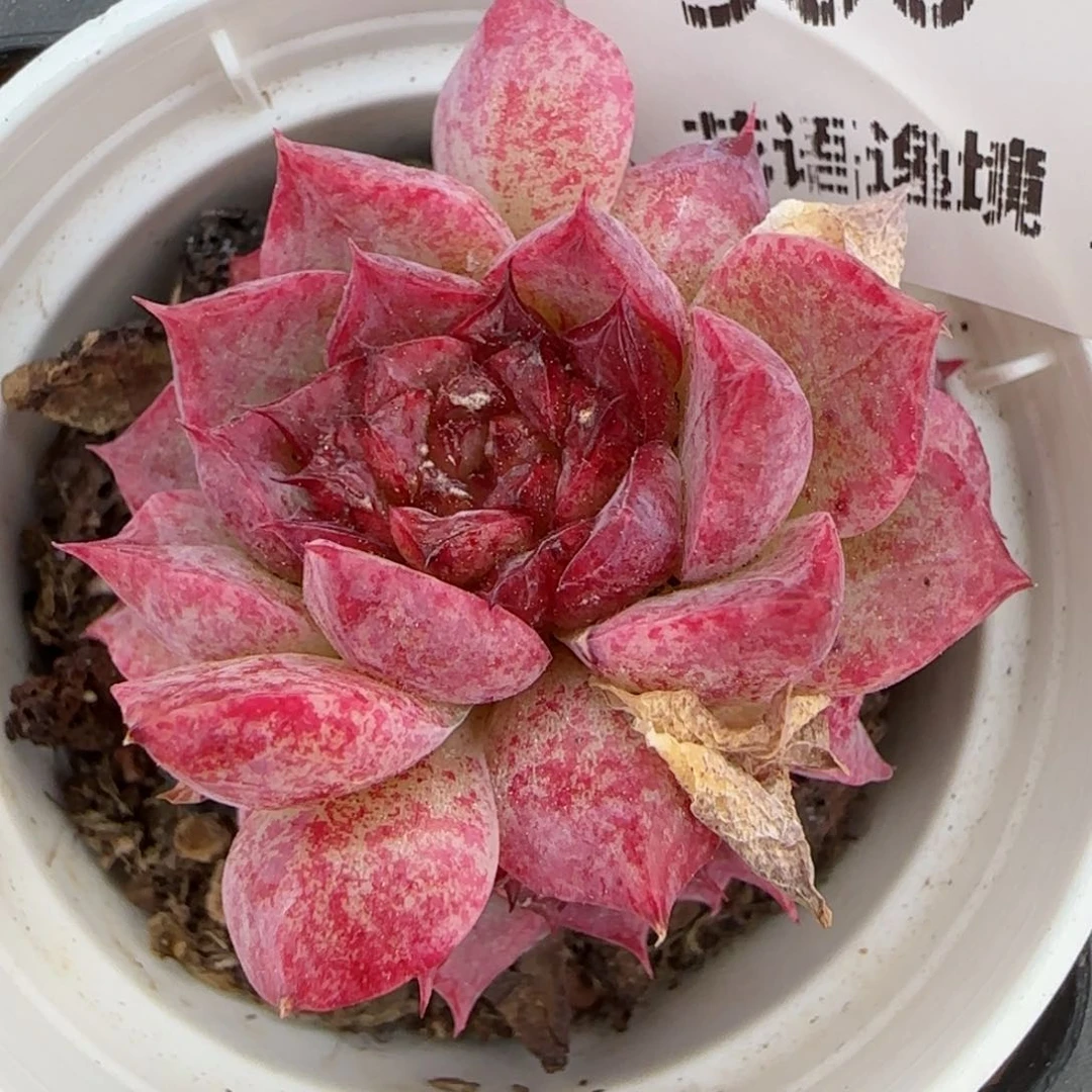 花语逸镜0215-306