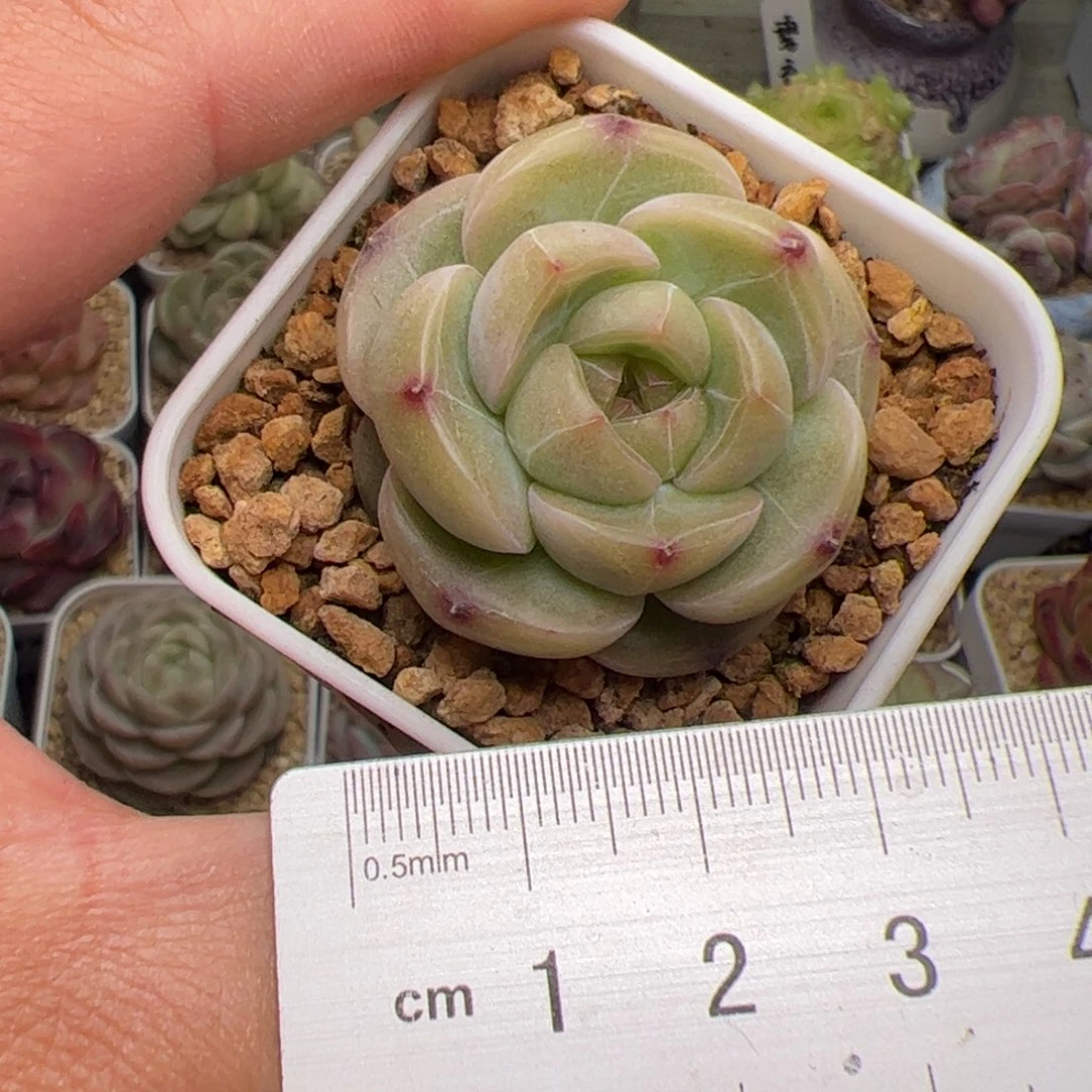 689 多肉植物组合盆栽