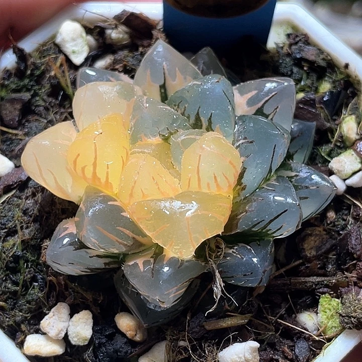 567水中月一物一拍