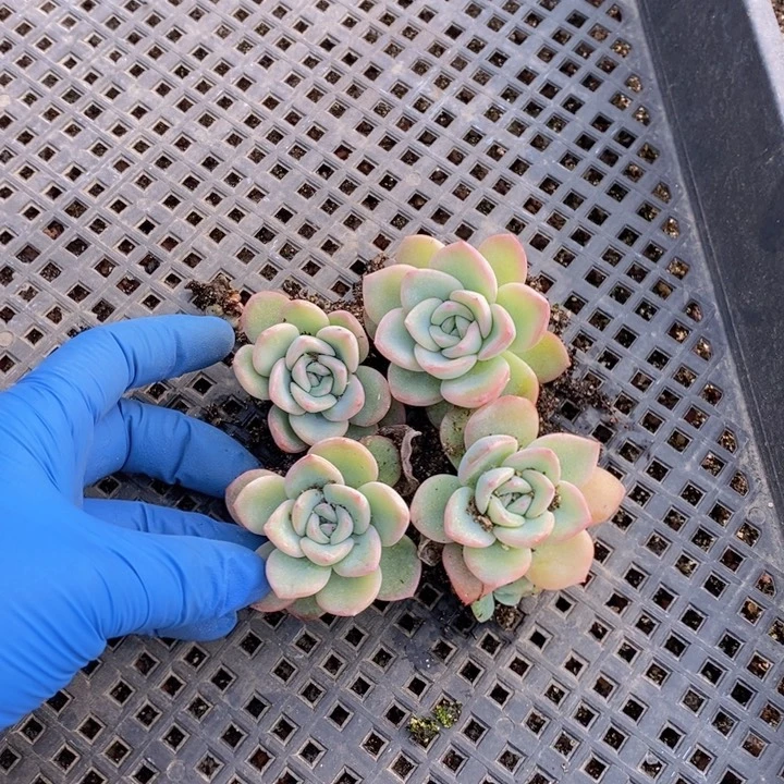 泡芙单头18颗一组包邮