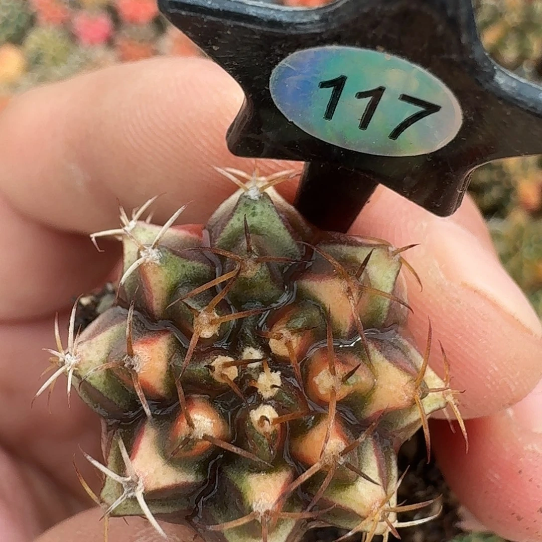 米哈实生自然锦117