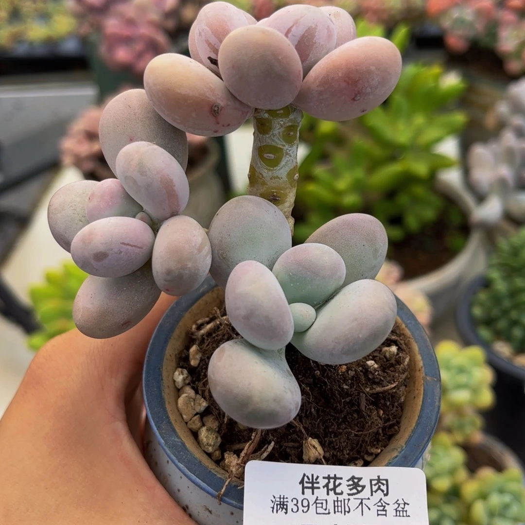 487-原始奶酪多肉6cm