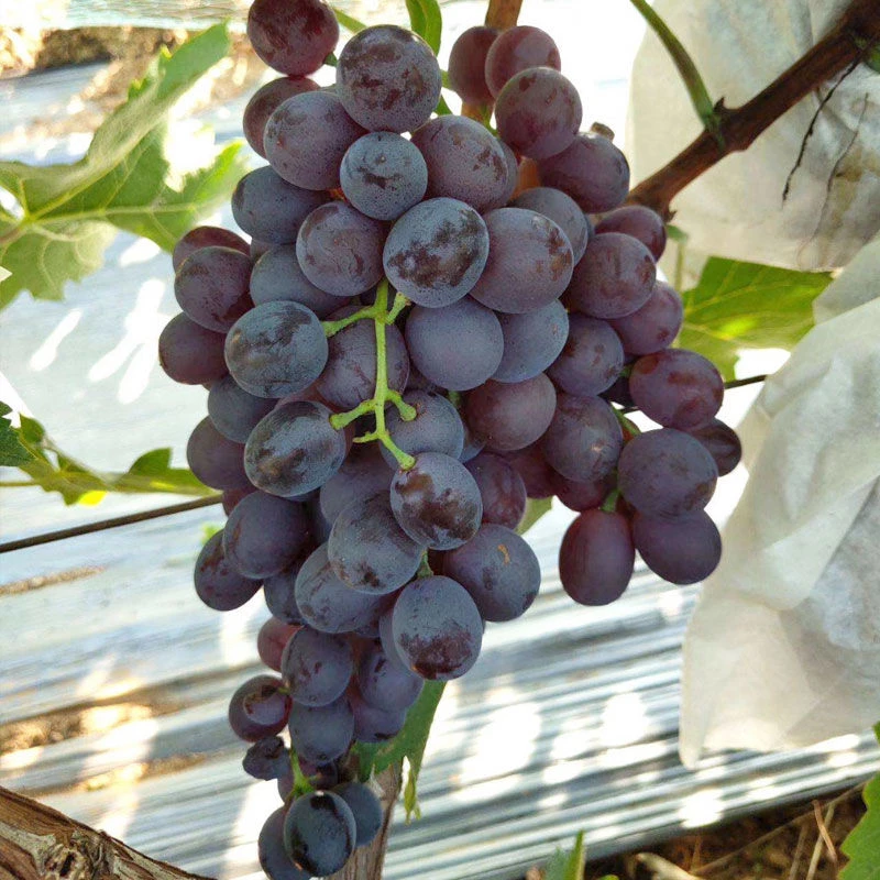 【玫瑰香葡萄】【巨甜】当季鲜甜产地直发孕妇水果整箱大泽山葡萄