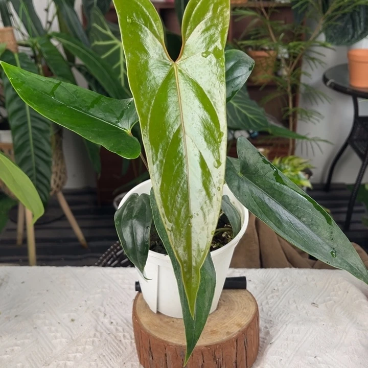 完全开放原桩进口小羊皮