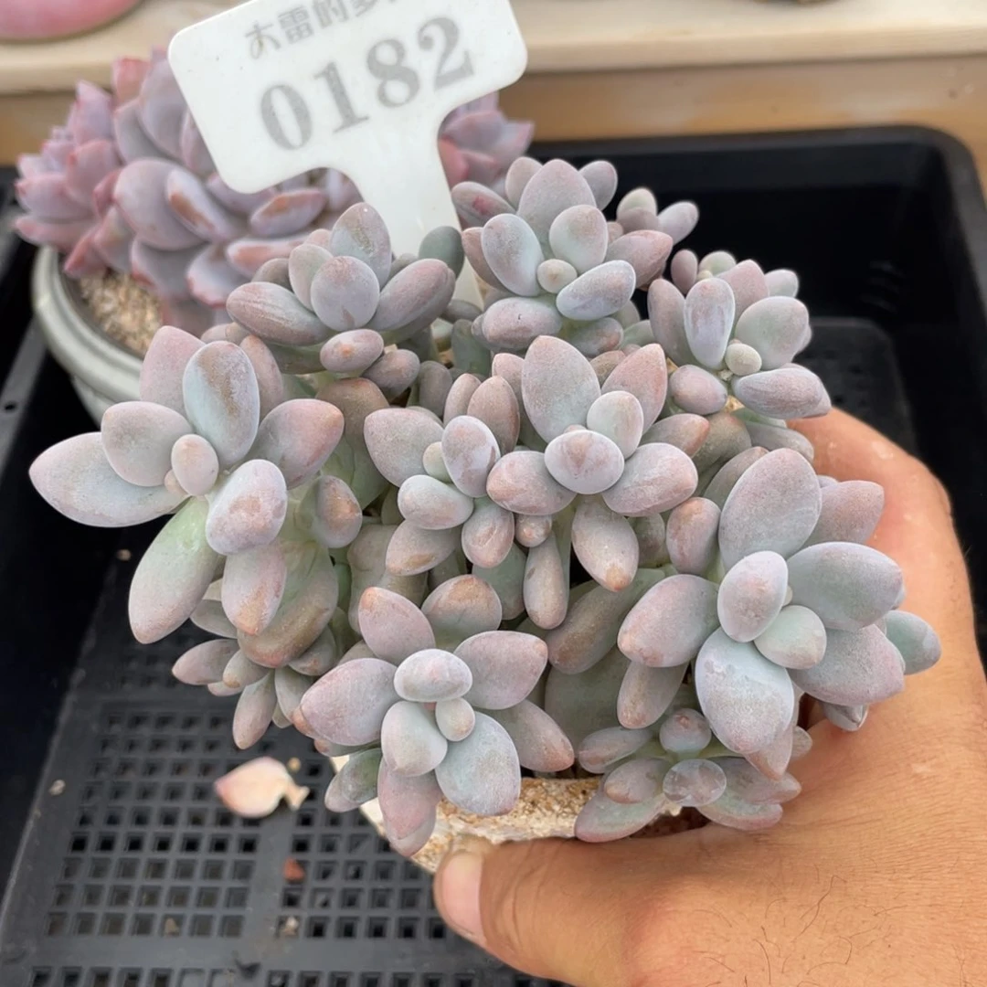 0182蜜多丽不带盆12厘米