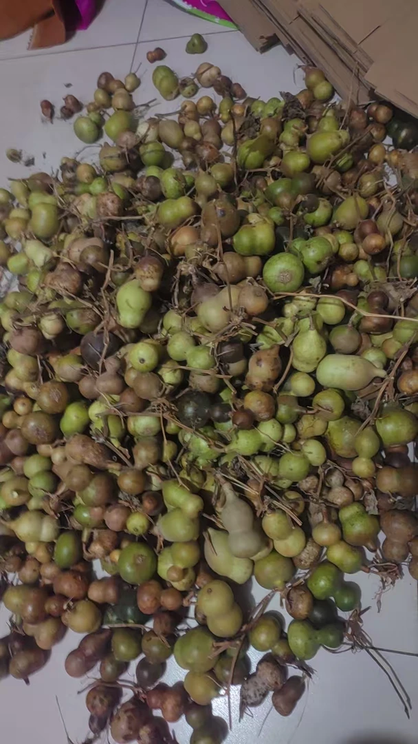 花皮小葫芦直播专用链接