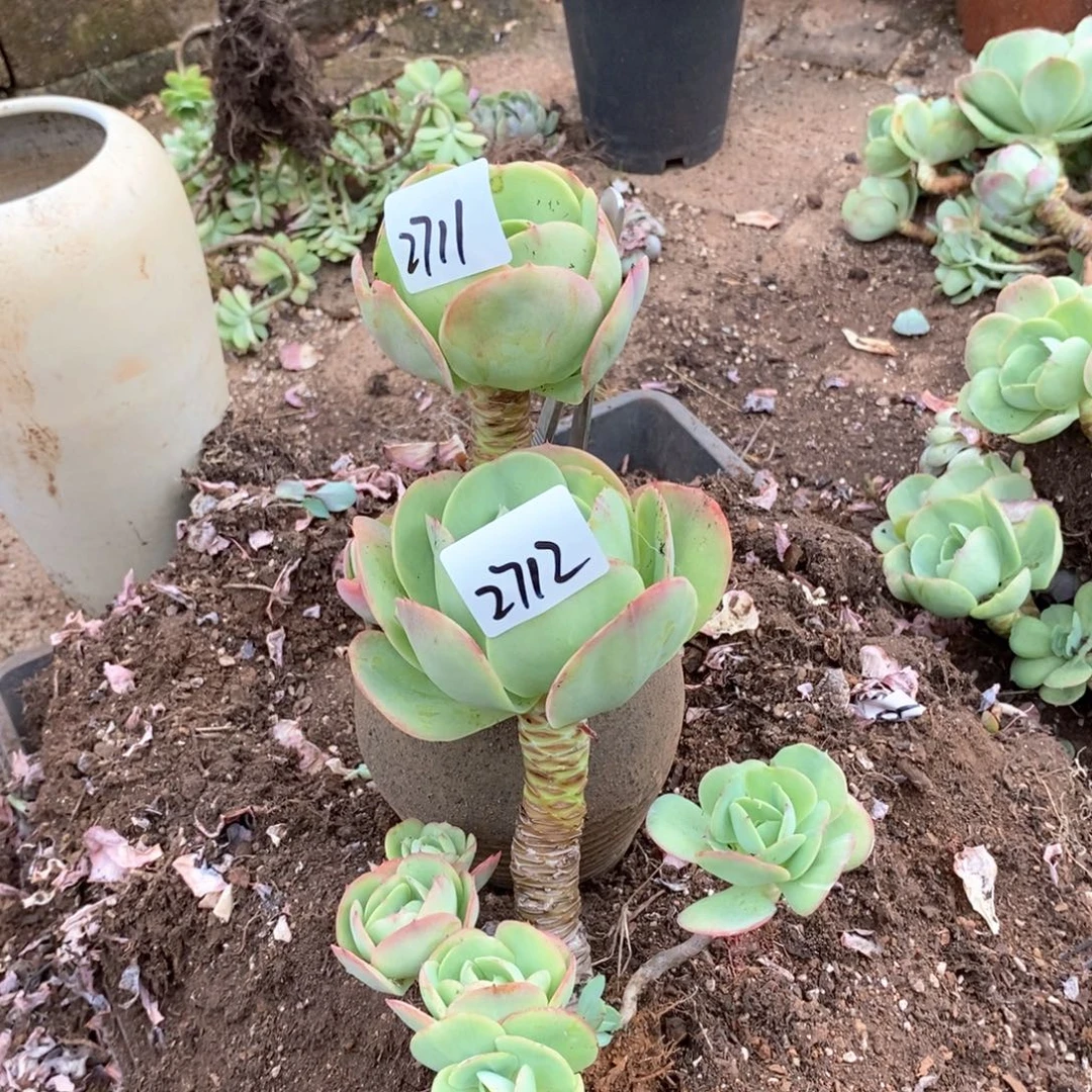 x***u2025-2711，2712鸡蛋碧桃