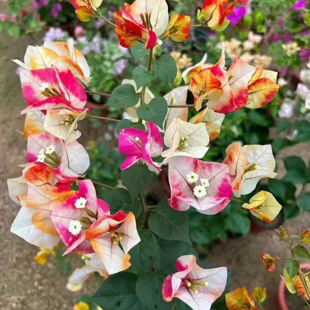 带盆(飞鱼)加仑盆发货 包对版精品三角梅 不带花 千梅园