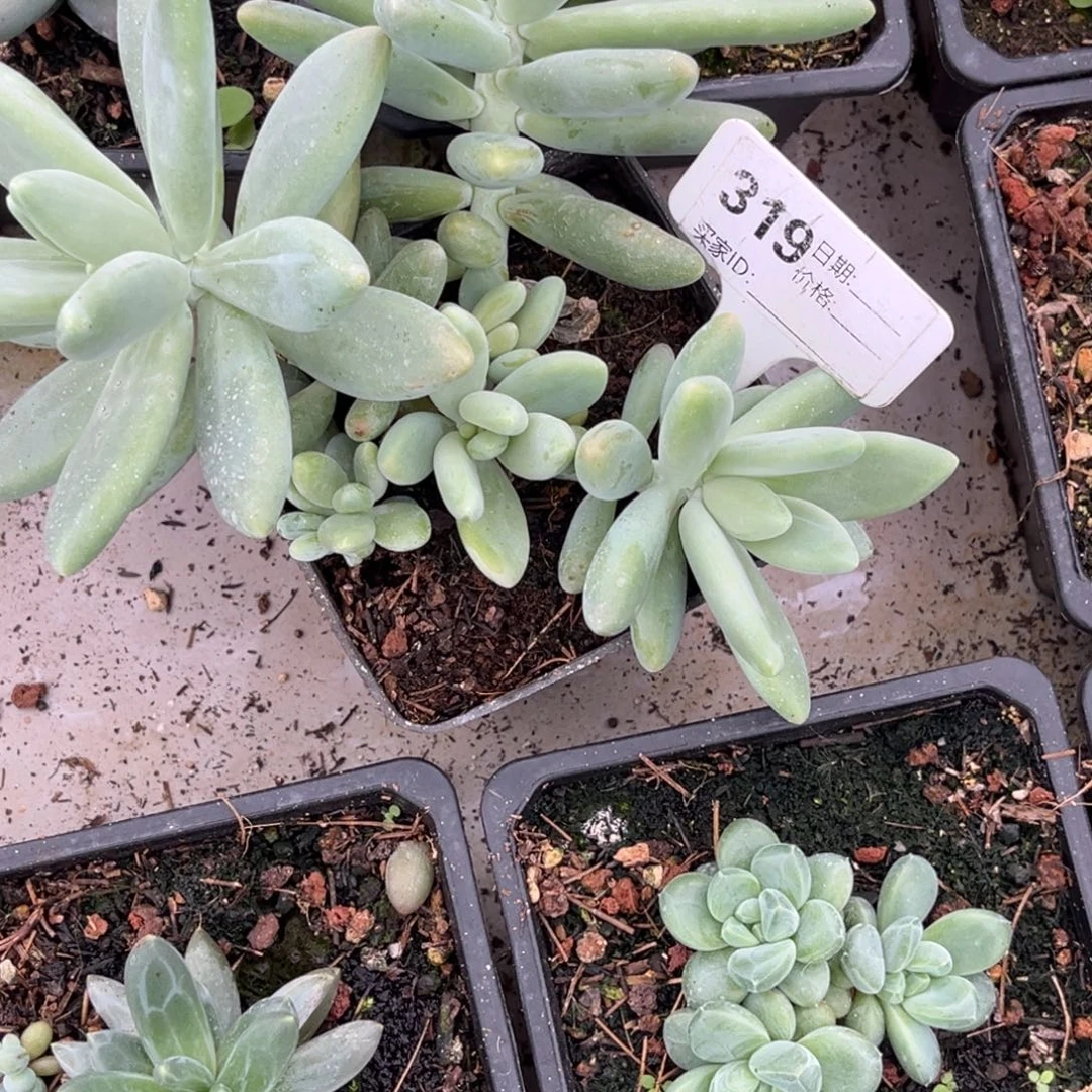白兰地肉植物小苗319