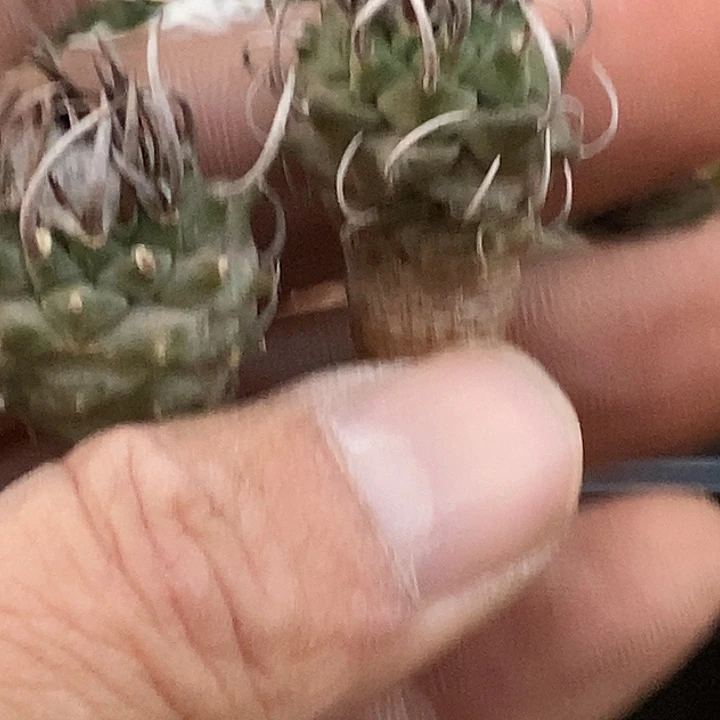88娇丽升云龙第二盆