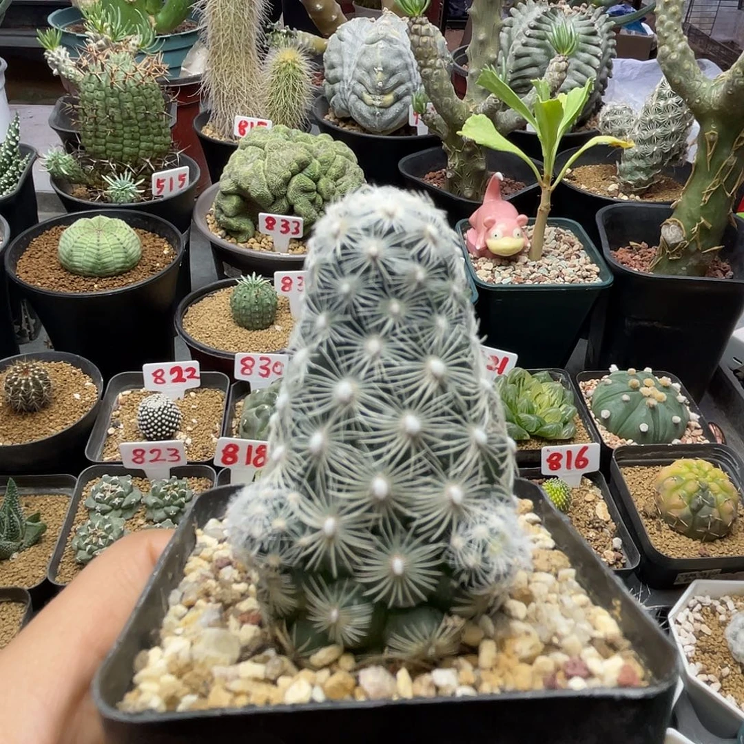 风火轮刺都锦3个侧芽