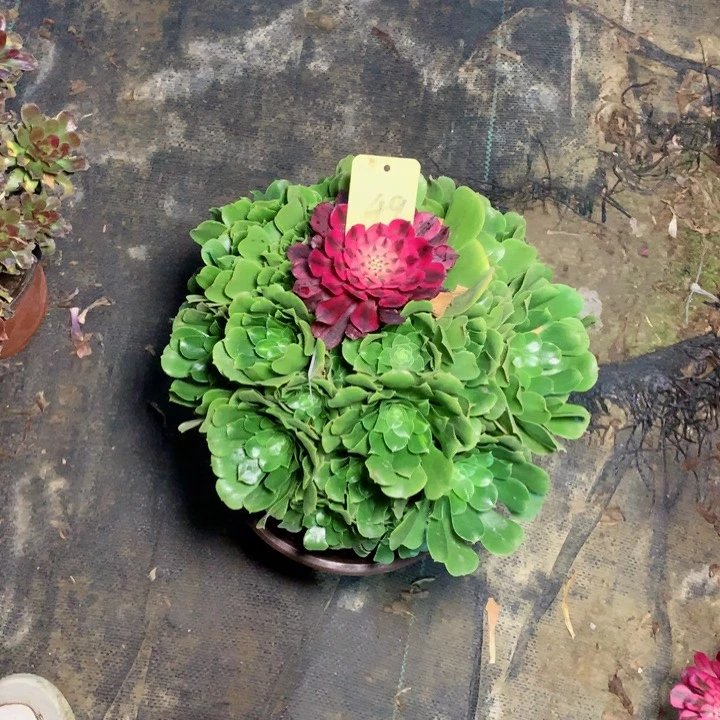 49绿羊绒多肉111111