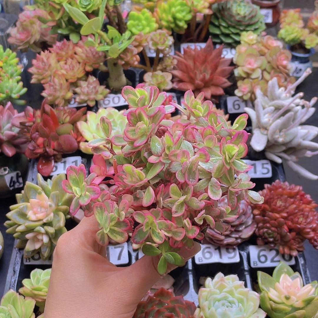 美***兔花钱花钱花钱花钱花钱