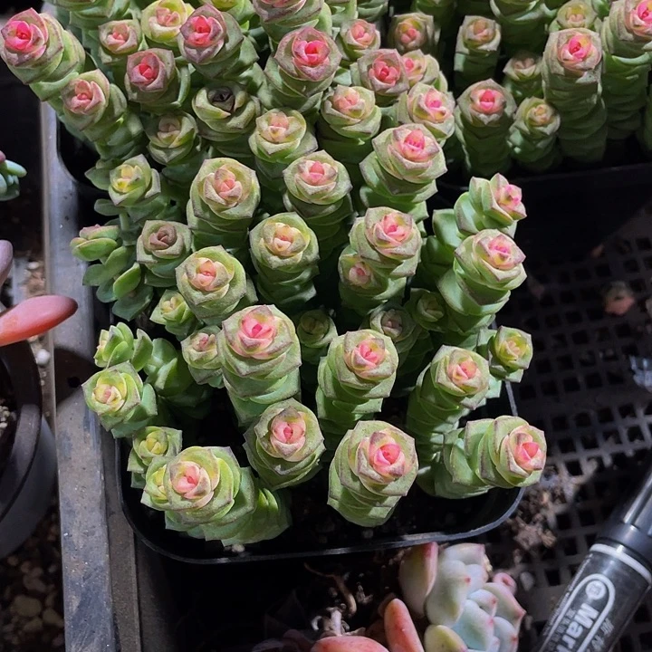 10方大钱串群带盆土