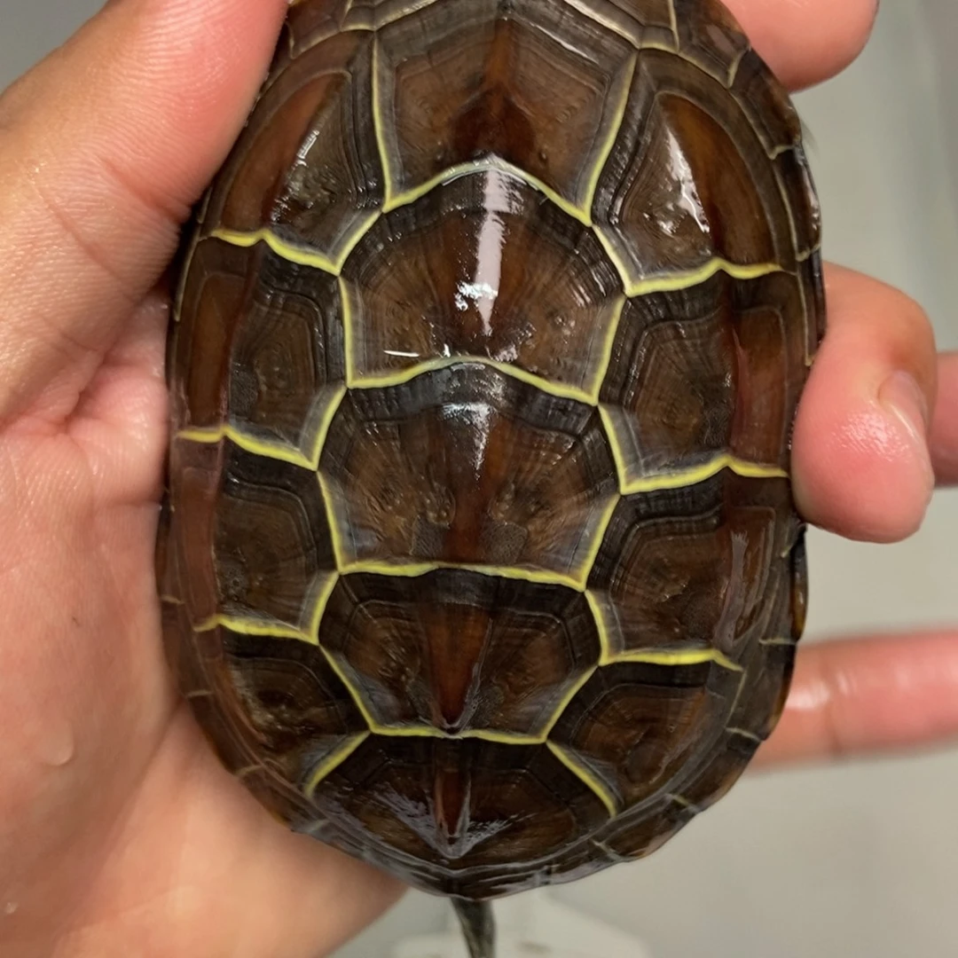 中华草龟不分公母