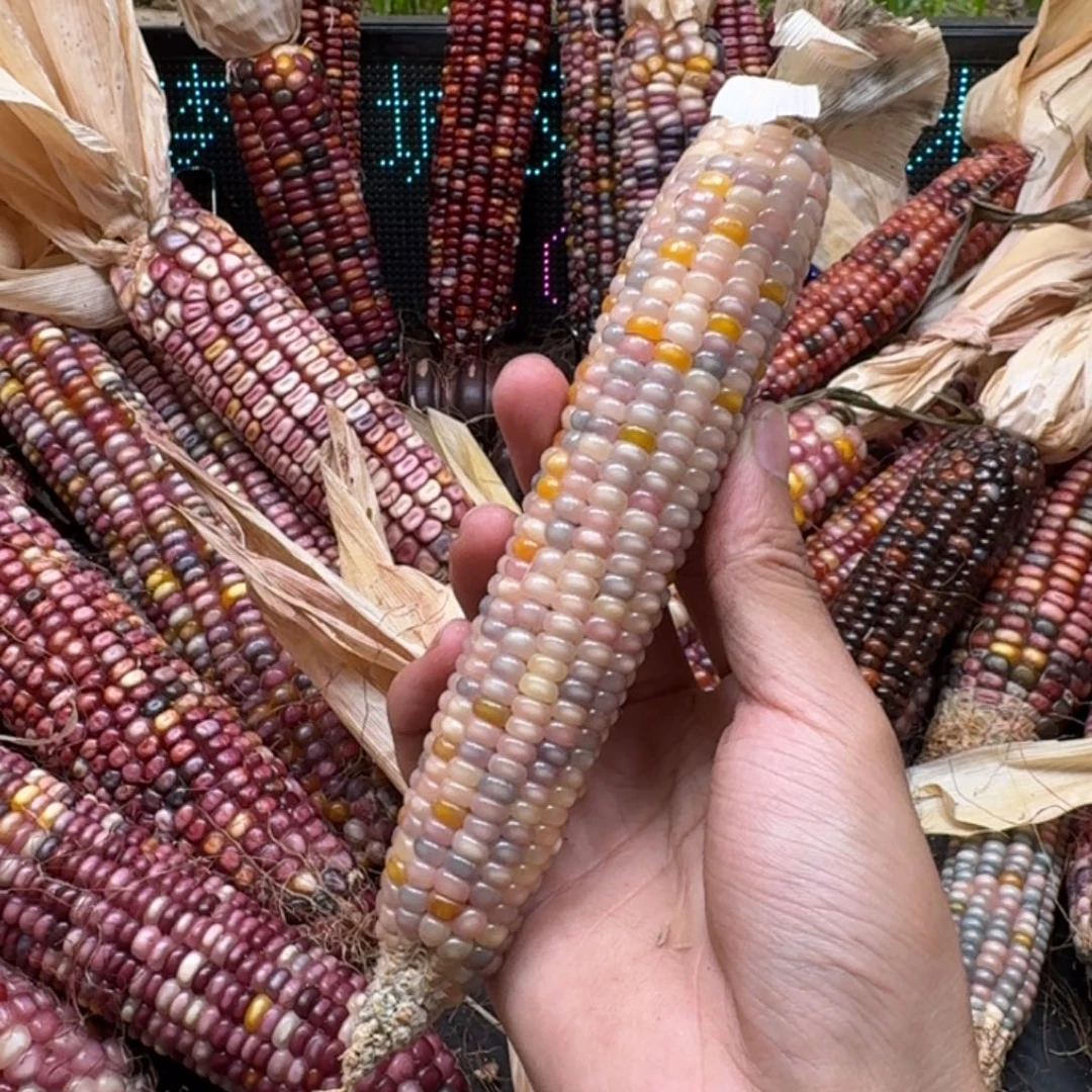 荼***白柏香籽/百香籽吊坠