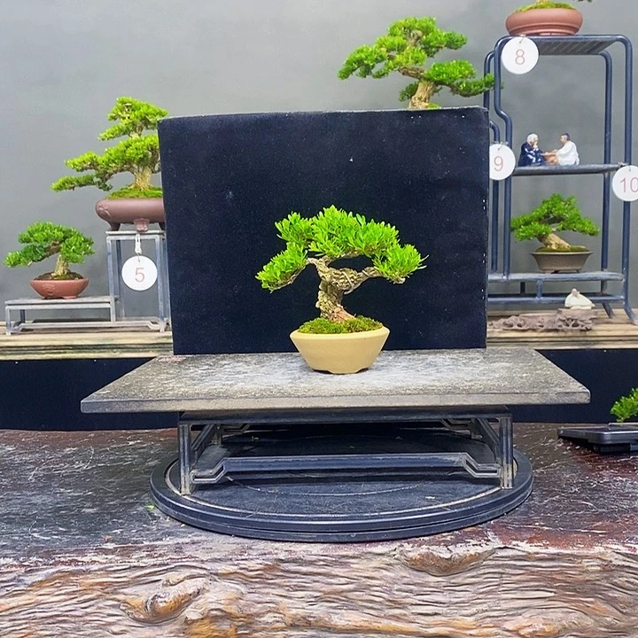 无花朵黄杨盆景四季常青不落叶