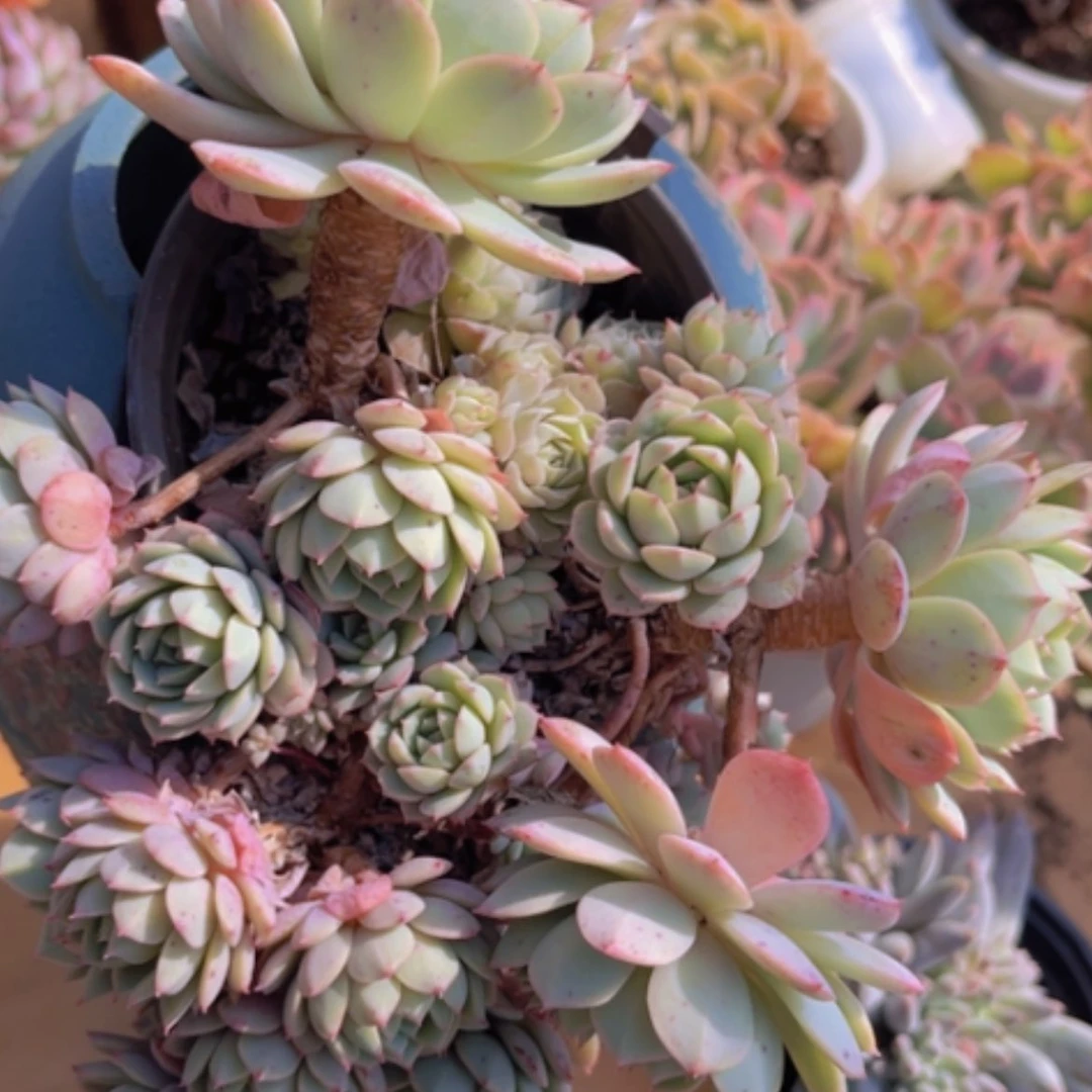 【闪购商品】凌波仙子杂19162