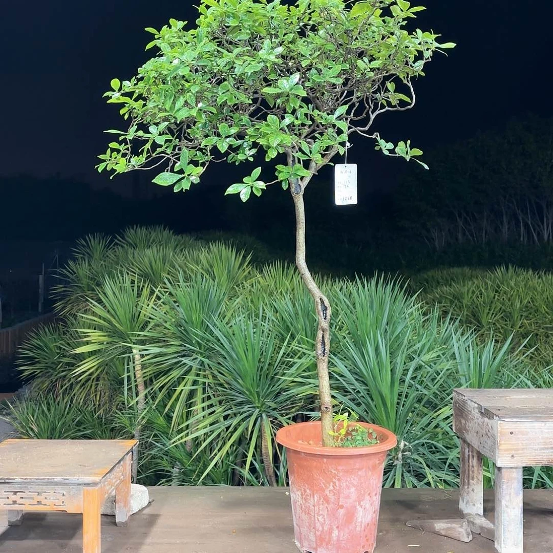 盆景盆景精品海岛栀子花