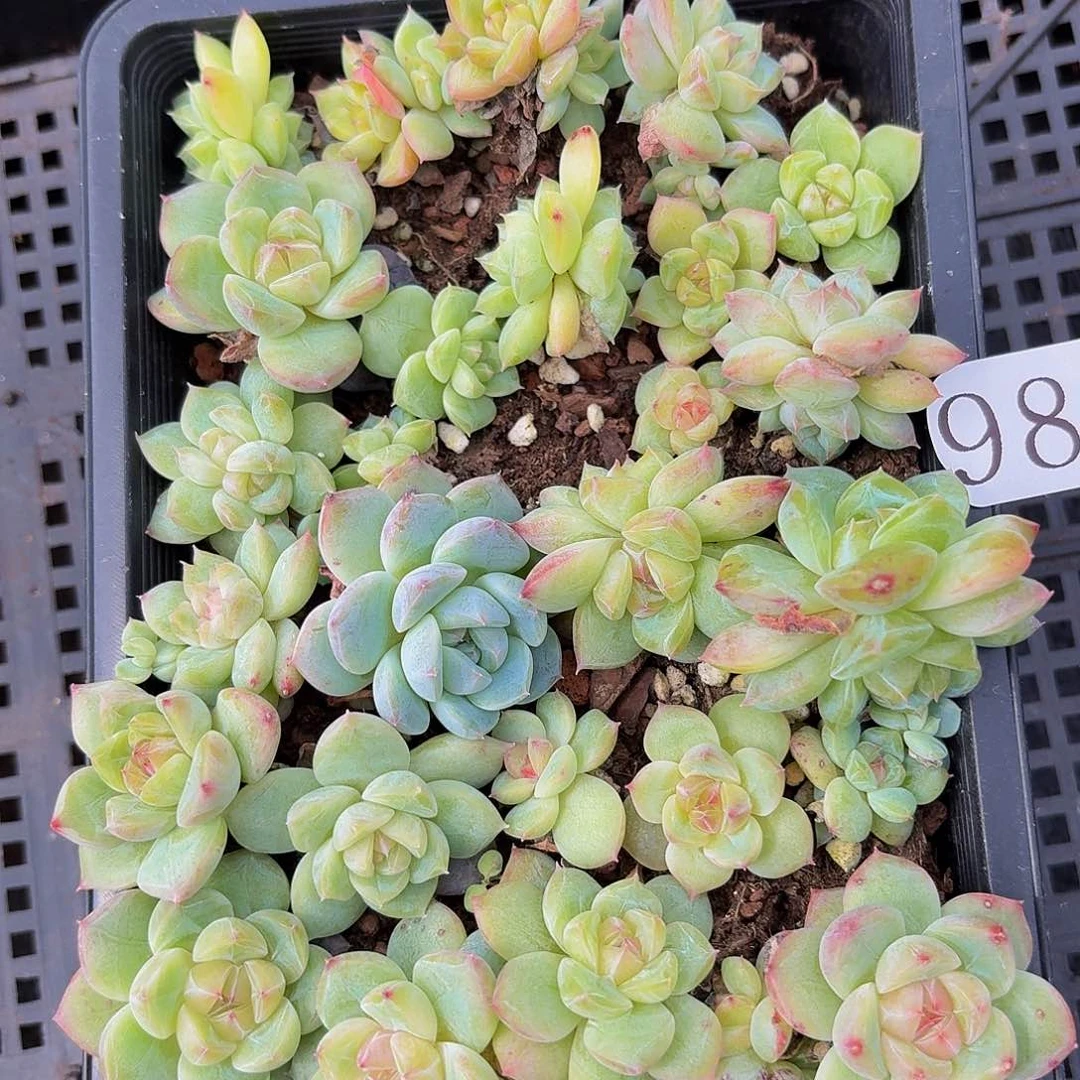 多肉植物多肉植物989