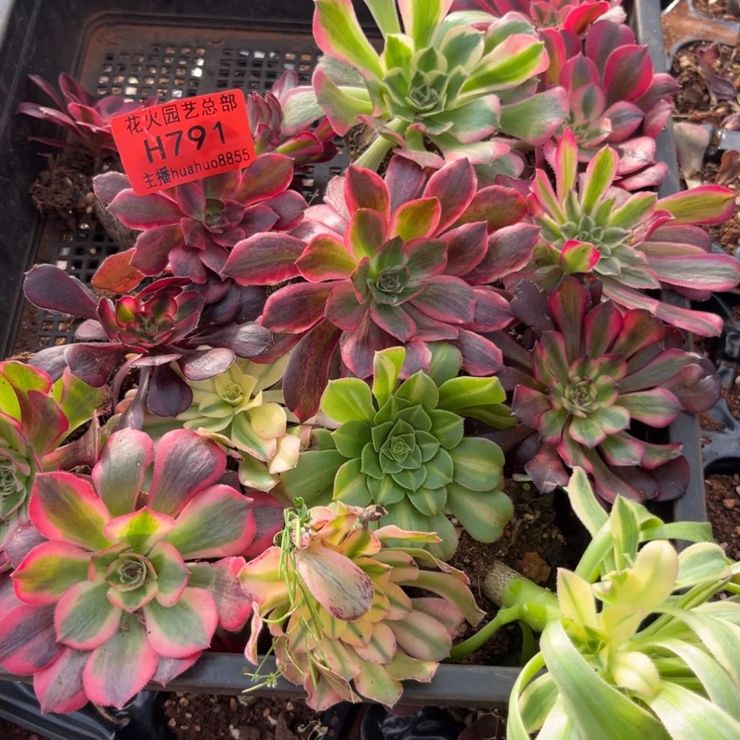 框拍791多肉植物法师