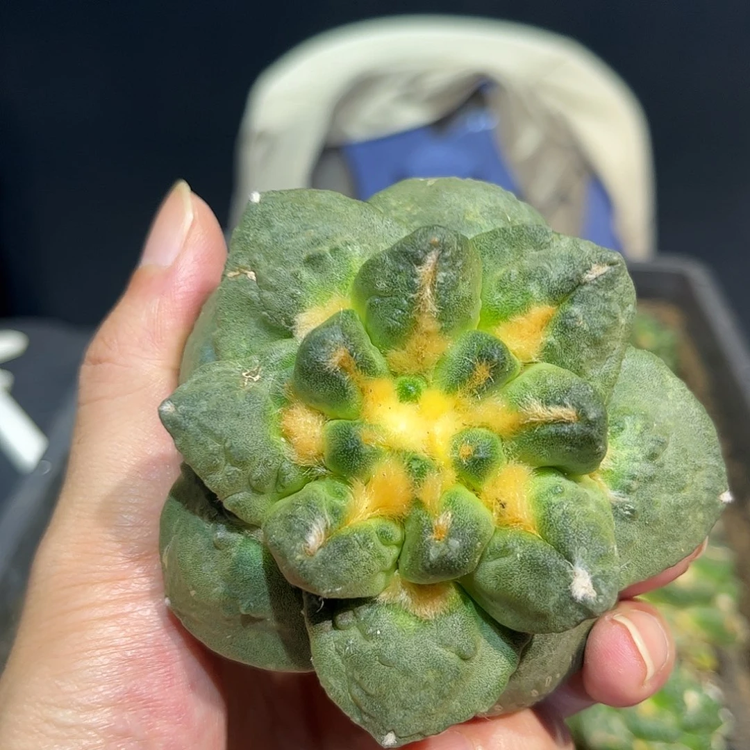 19号自根龙牙龟甲