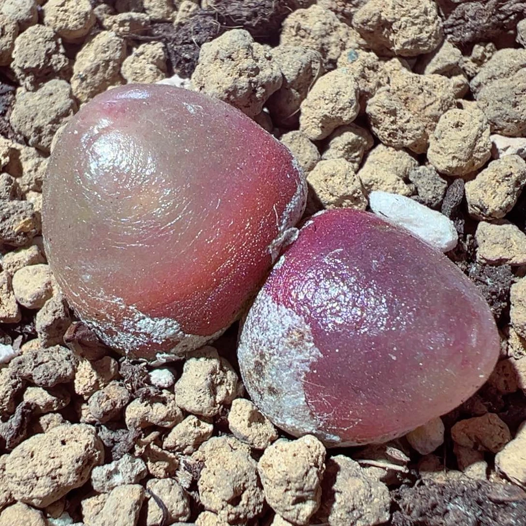 1231-627多肉多日灯泡3.1cm