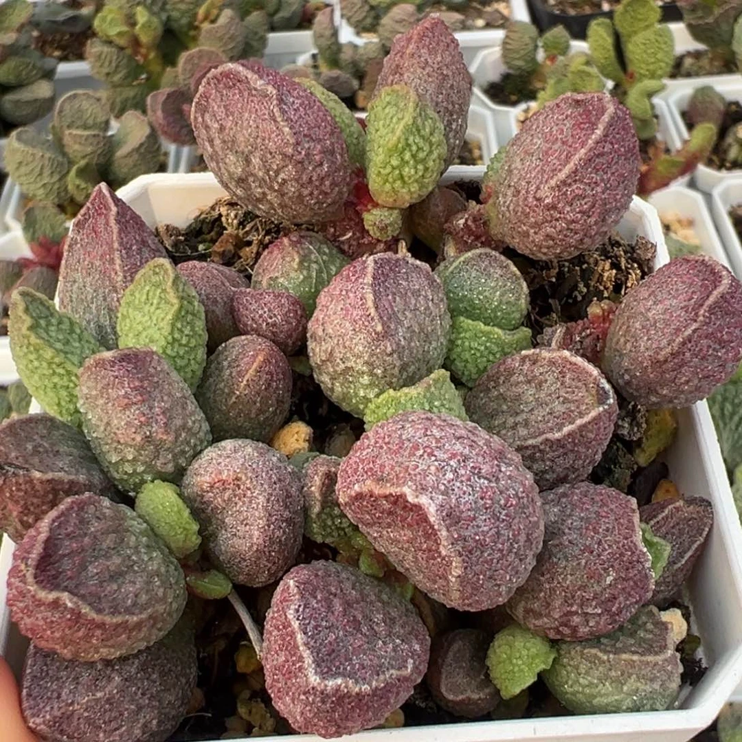 墨渊老桩多肉植物水泡