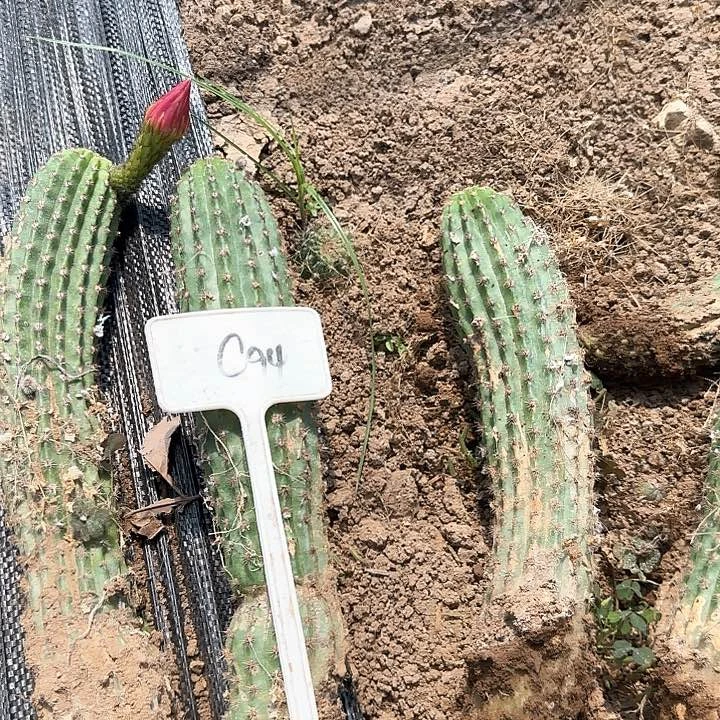 .***C94毛花补5块毛花柱