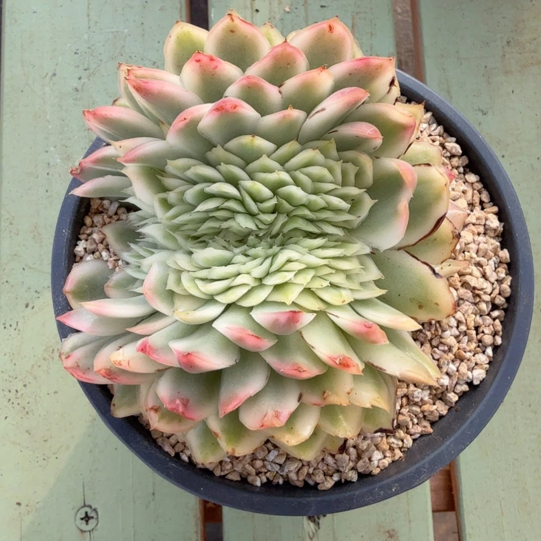 紫蝴蝶锦缀锦上园艺一物一拍