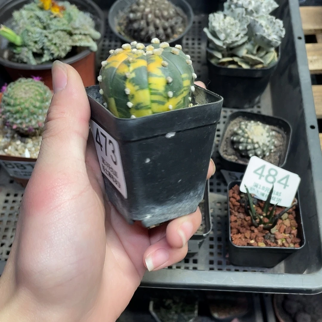 473兜锦（满18包邮）