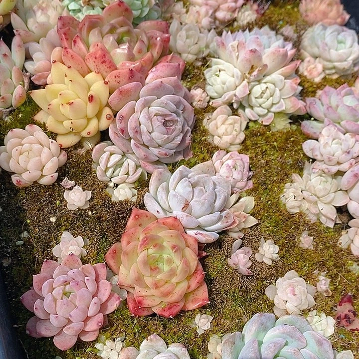 65 多肉植物盆栽花卉植物