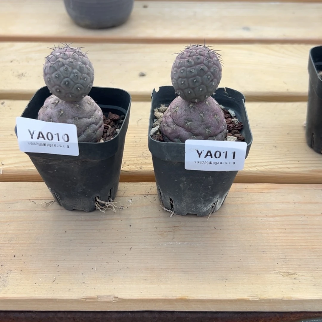 粗砂花盆?****?YA011rourouro