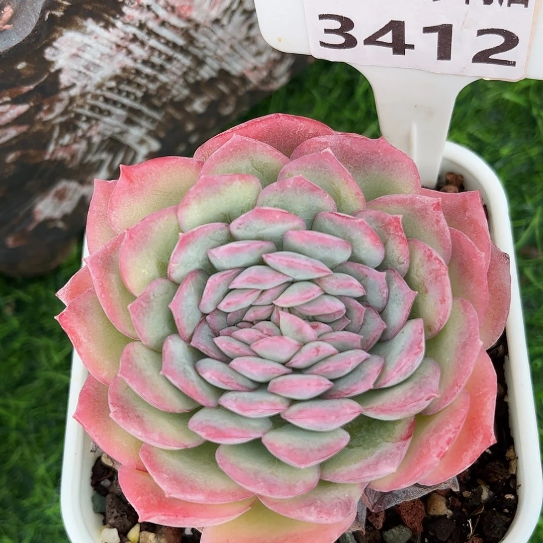 多肉植物3412 一定要拍个冷链哦