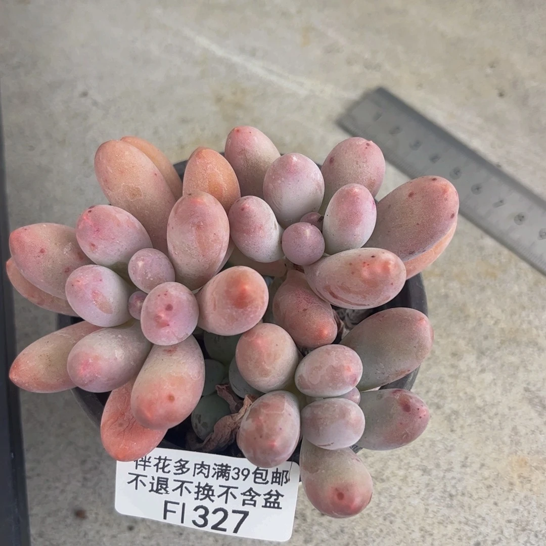 327-汤圆多肉8cm多肉