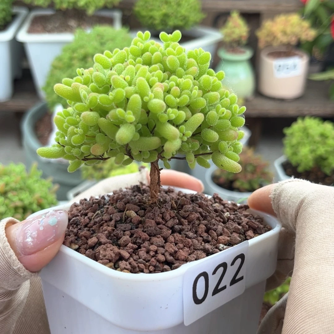 022蜜桔可爱多肉植物