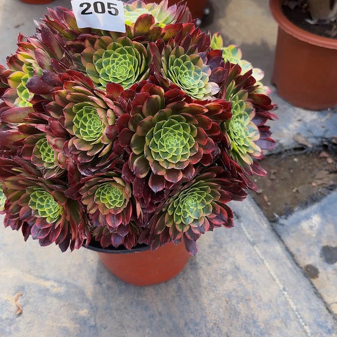 朝霞锦一颗特价205