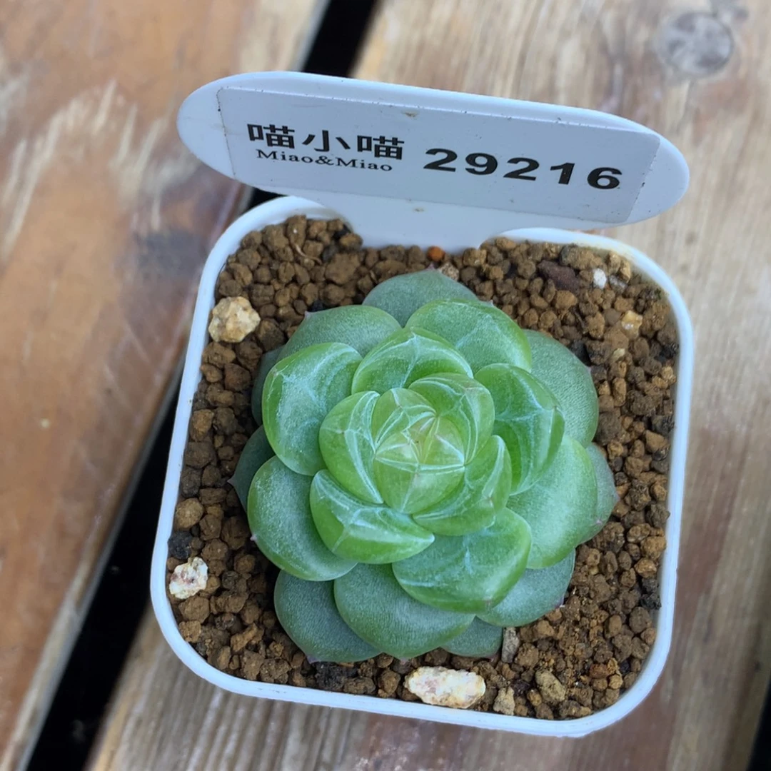*****多肉植物杂交珍妮