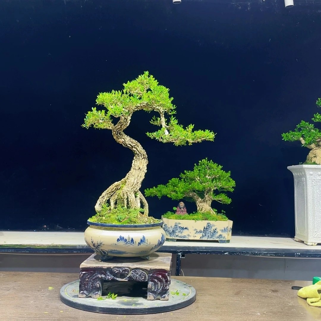 黄杨盆景四季常青