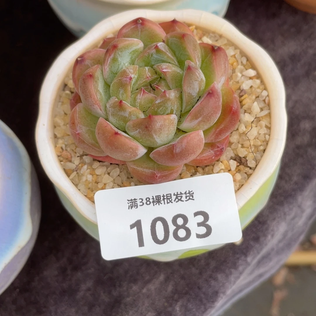 L***白1083单头小可爱多肉植物一物一拍