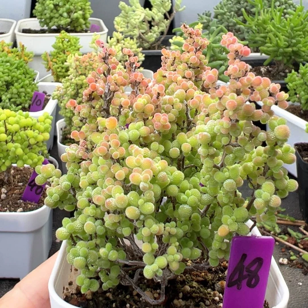 48号彩色蜜橘一物一拍