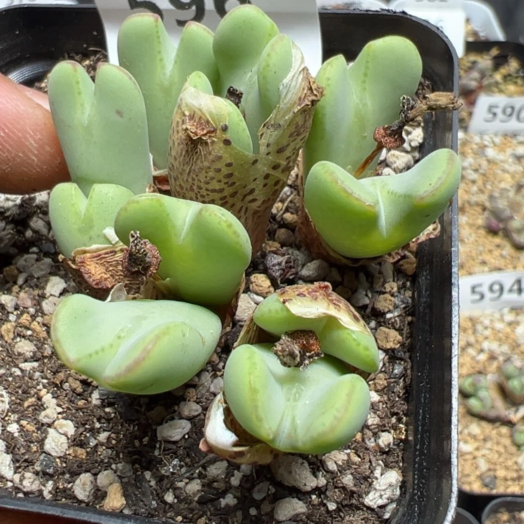 【闪购商品】 596。