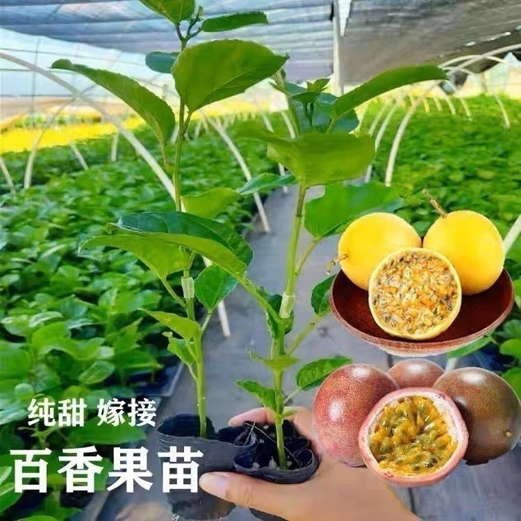 黄金9号百香果嫁接苗四季结果盆栽地栽树苗