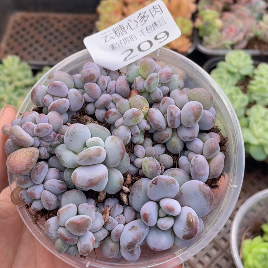 云糖心多肉植物209