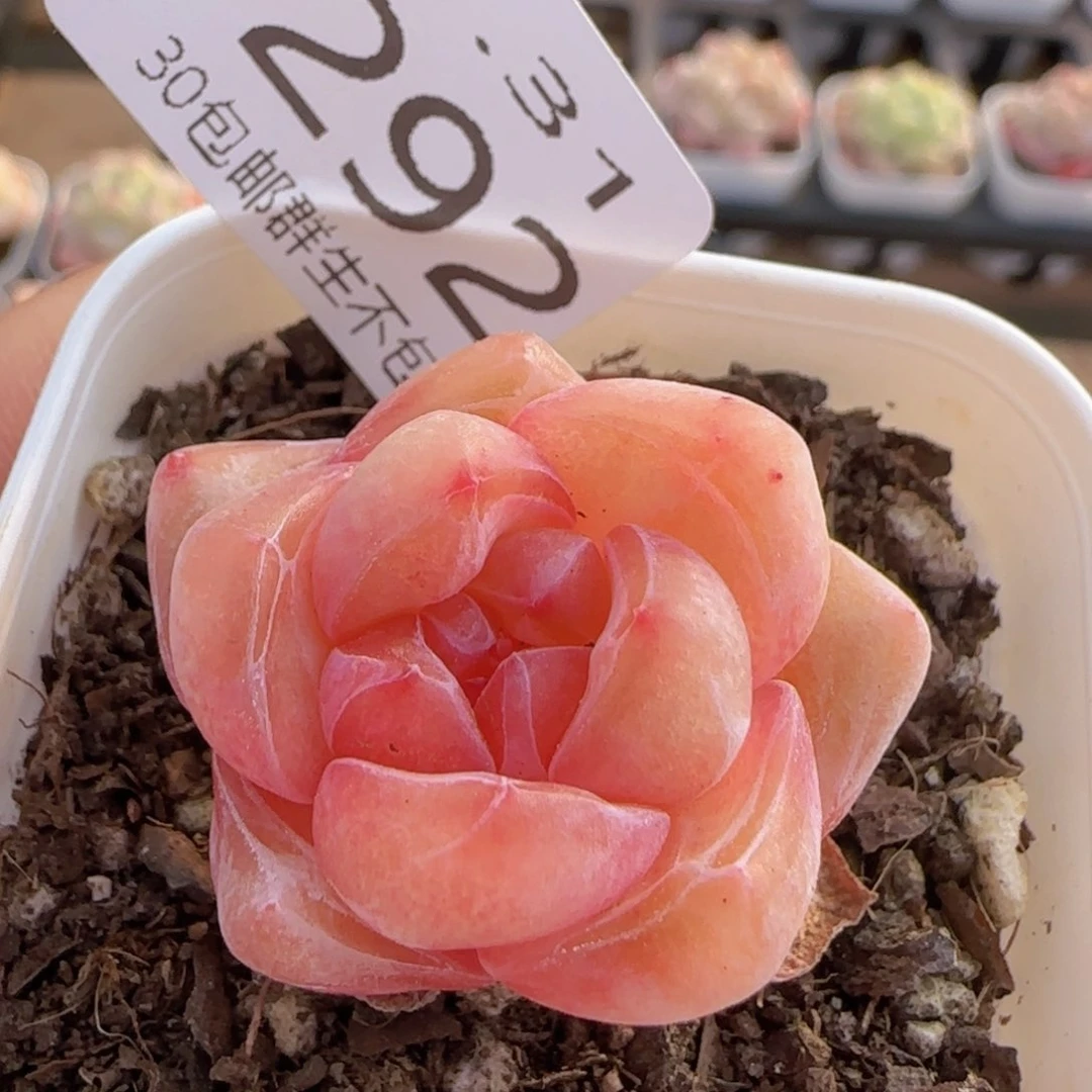 雪瓷单头一颗脱土发货