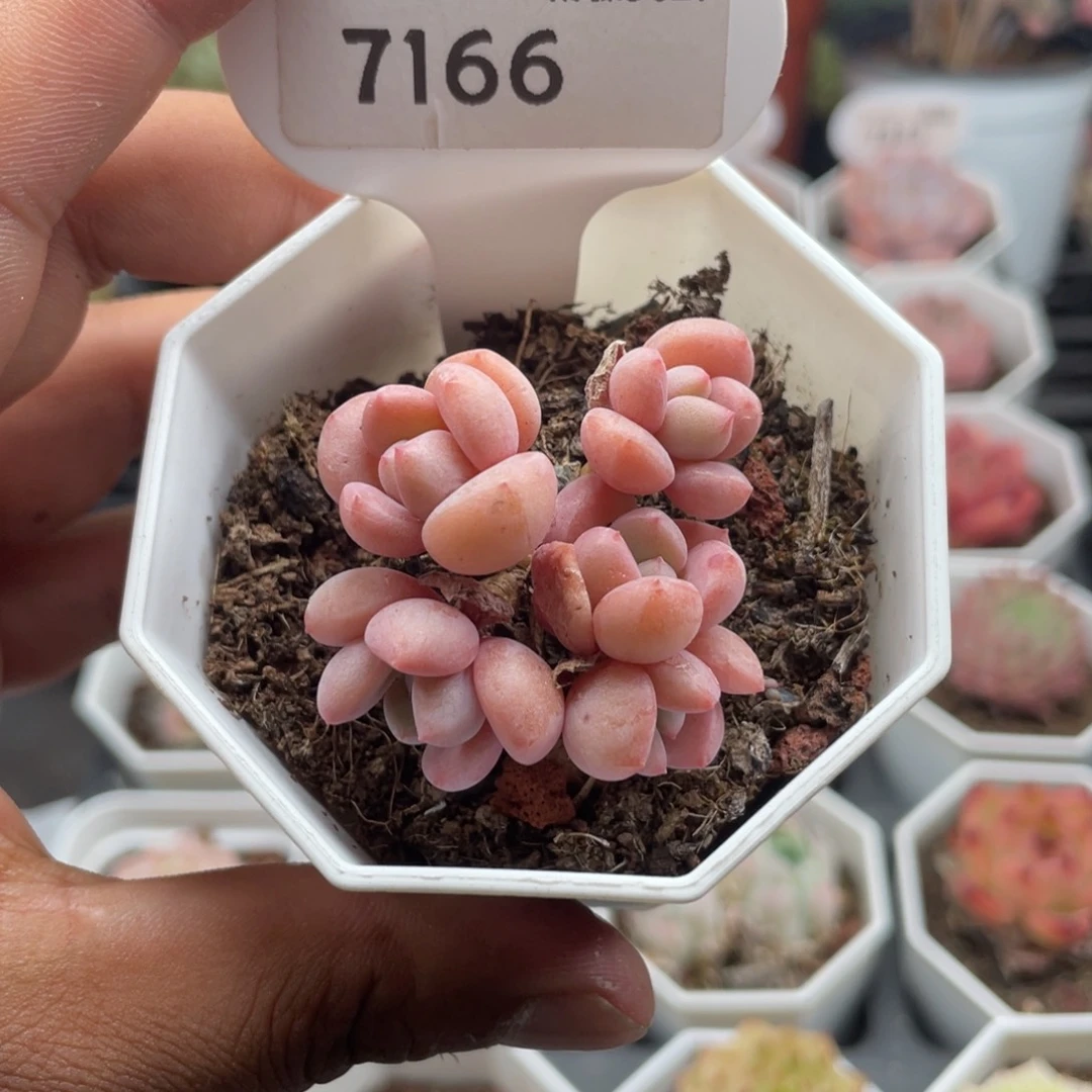 7166粉桃花4.0厘米