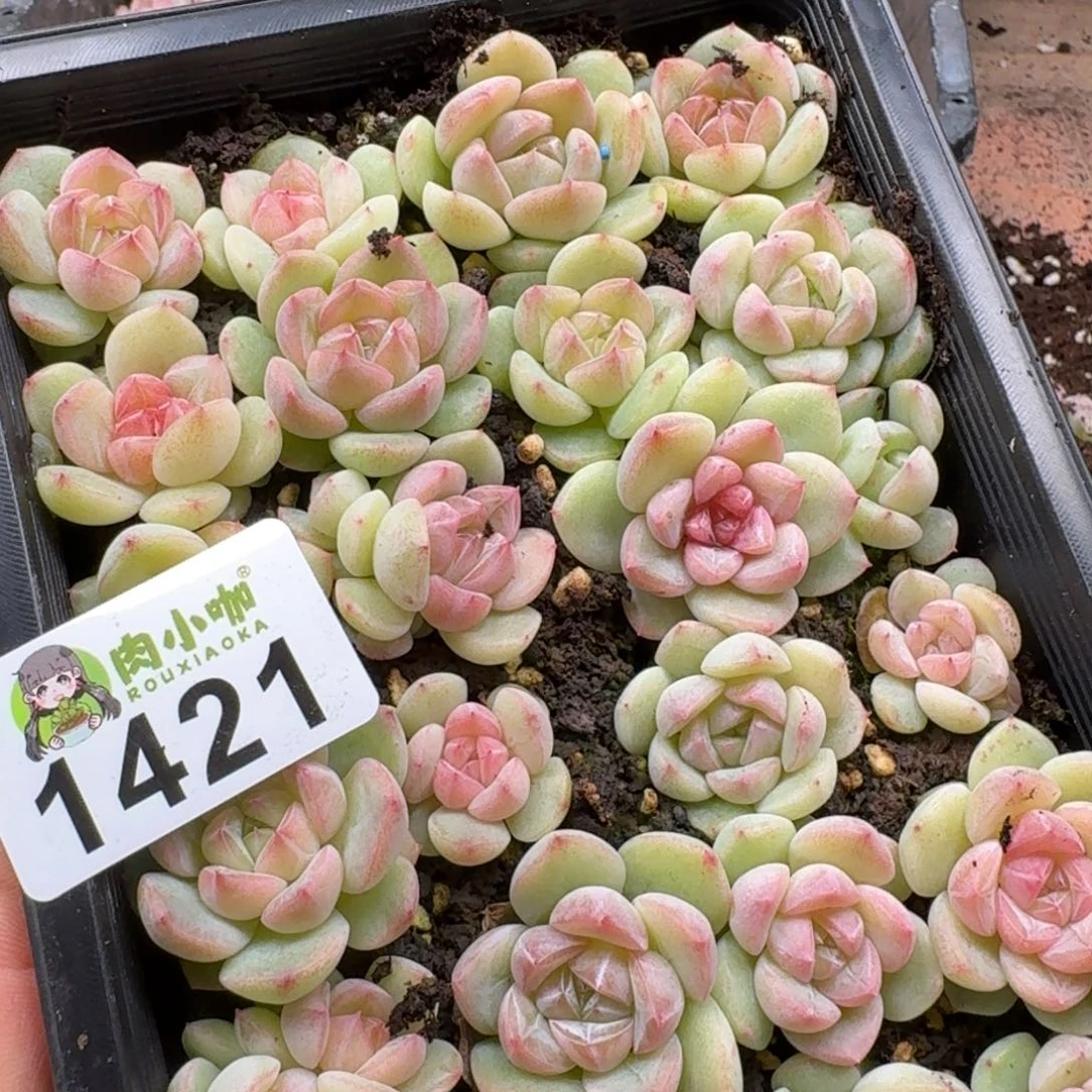 大***妮多肉植物多肉植物