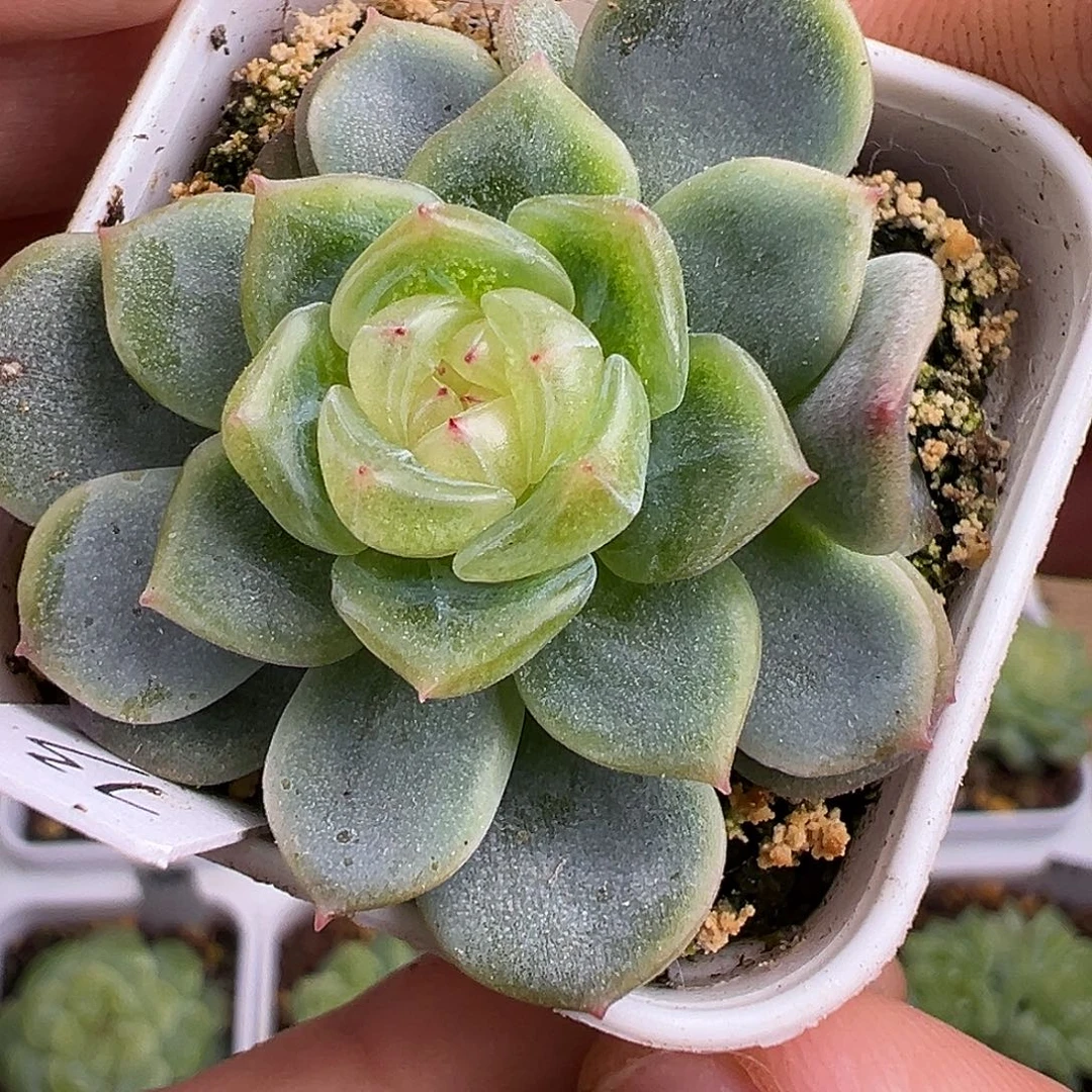 P73甜心 双头福利