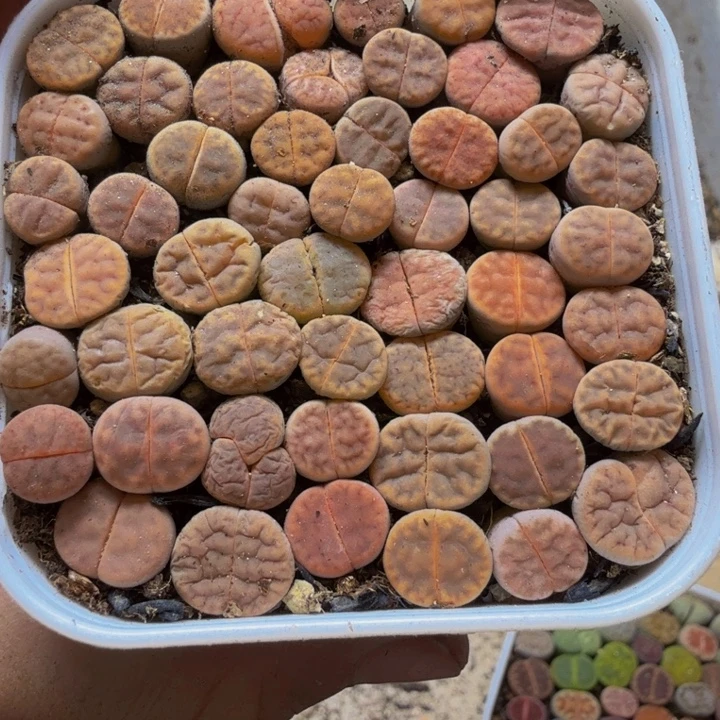 冰***乐多肉植物的生长发育规律69