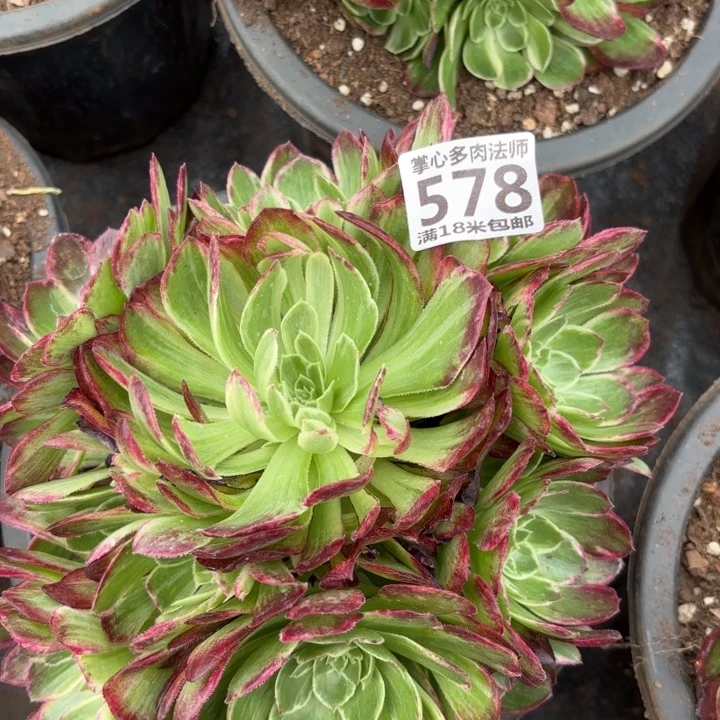 578万彩灯掌心多肉法师锦不包侧枝断枝的